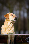 Labrador Retriever Portrait