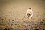 running Labrador Retriever