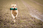 running Labrador Retriever