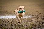 running Labrador Retriever