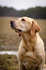 Labrador Retriever Portrait