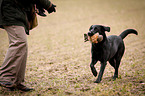 running Labrador Retriever