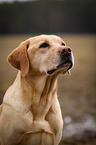Labrador Retriever Portrait