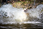 blonde Labrador Retriever