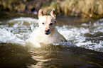 swimming Labrador Retriever