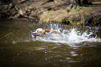 swimming Labrador Retriever