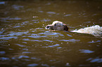 swimming Labrador Retriever