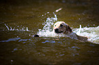 swimming Labrador Retriever
