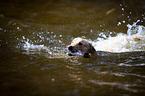 swimming Labrador Retriever