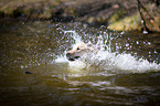 swimming Labrador Retriever