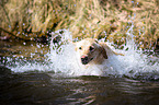 swimming Labrador Retriever
