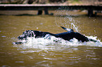 swimming Labrador Retriever