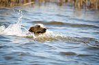 swimming Labrador Retriever