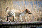 trotting Labrador Retriever