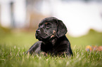 Labrador Retriever Puppy