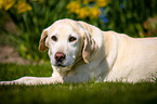 lying Labrador Retriever