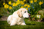 lying Labrador Retriever