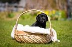 Labrador Puppy in the basket