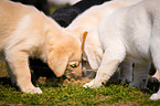 Labrador Retriever Puppy