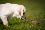 Labrador Retriever Puppy