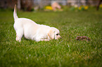 Labrador Retriever Puppy