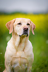 Labrador Retriever Portrait