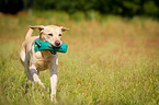 running Labrador Retriever