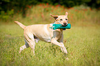 running Labrador Retriever