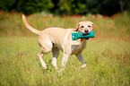 running Labrador Retriever