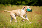 running Labrador Retriever