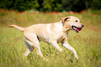 running Labrador Retriever
