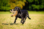 Labrador Retriever at hare hunting