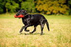 running Labrador Retriever
