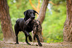 running Labrador Retriever