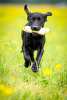 young Labrador Retriever