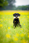 young Labrador Retriever