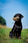 sitting Labrador Retriever