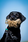 Labrador Retriever Portrait