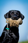 Labrador Retriever Portrait