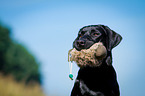Labrador Retriever Portrait