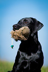 Labrador Retriever Portrait