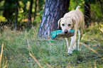 walking Labrador Retriever