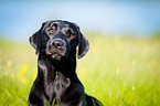 Labrador Retriever Portrait