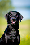 Labrador Retriever Portrait