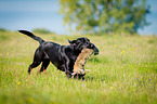 Labrador Retriever at hare hunting