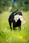 Labrador Retriever at hare hunting