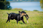 Labrador Retriever at hare hunting