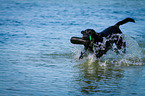running Labrador Retriever