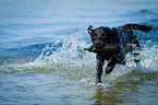 running Labrador Retriever