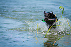 running Labrador Retriever